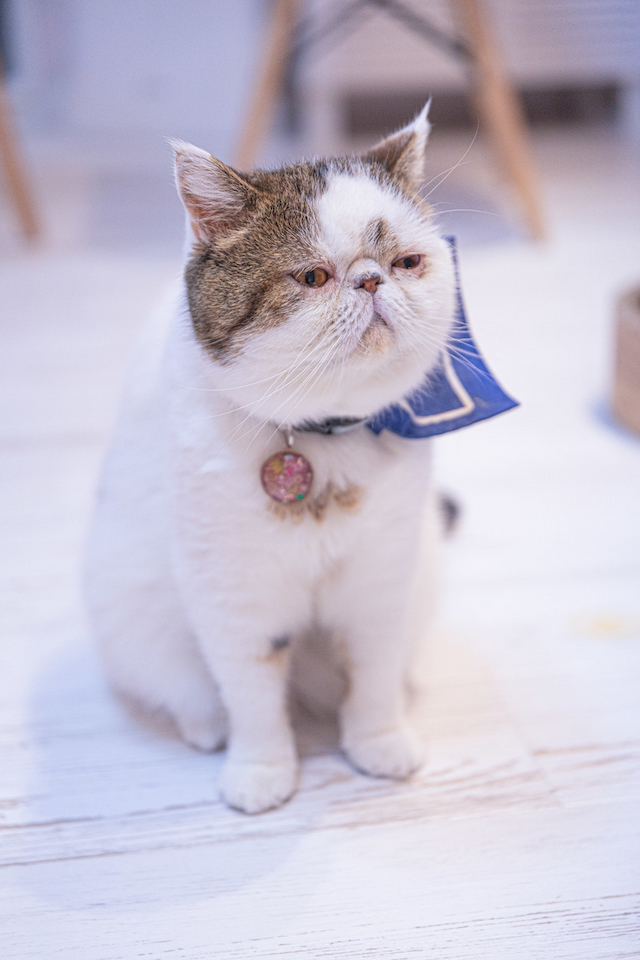 ブウくんの画像