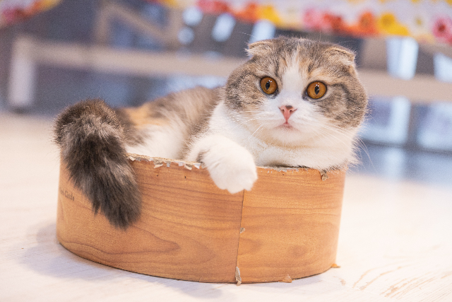 キイくんの画像