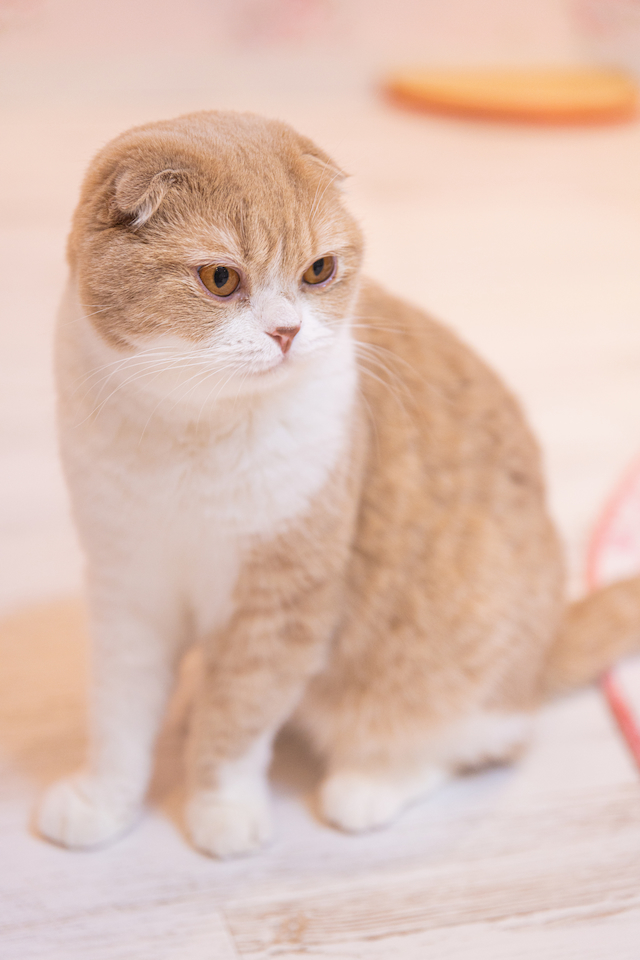 ミイちゃんの画像