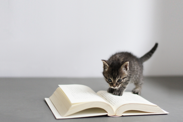 読書の秋の画像